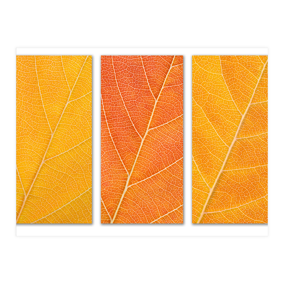 Autumn Leaves (Print Only)