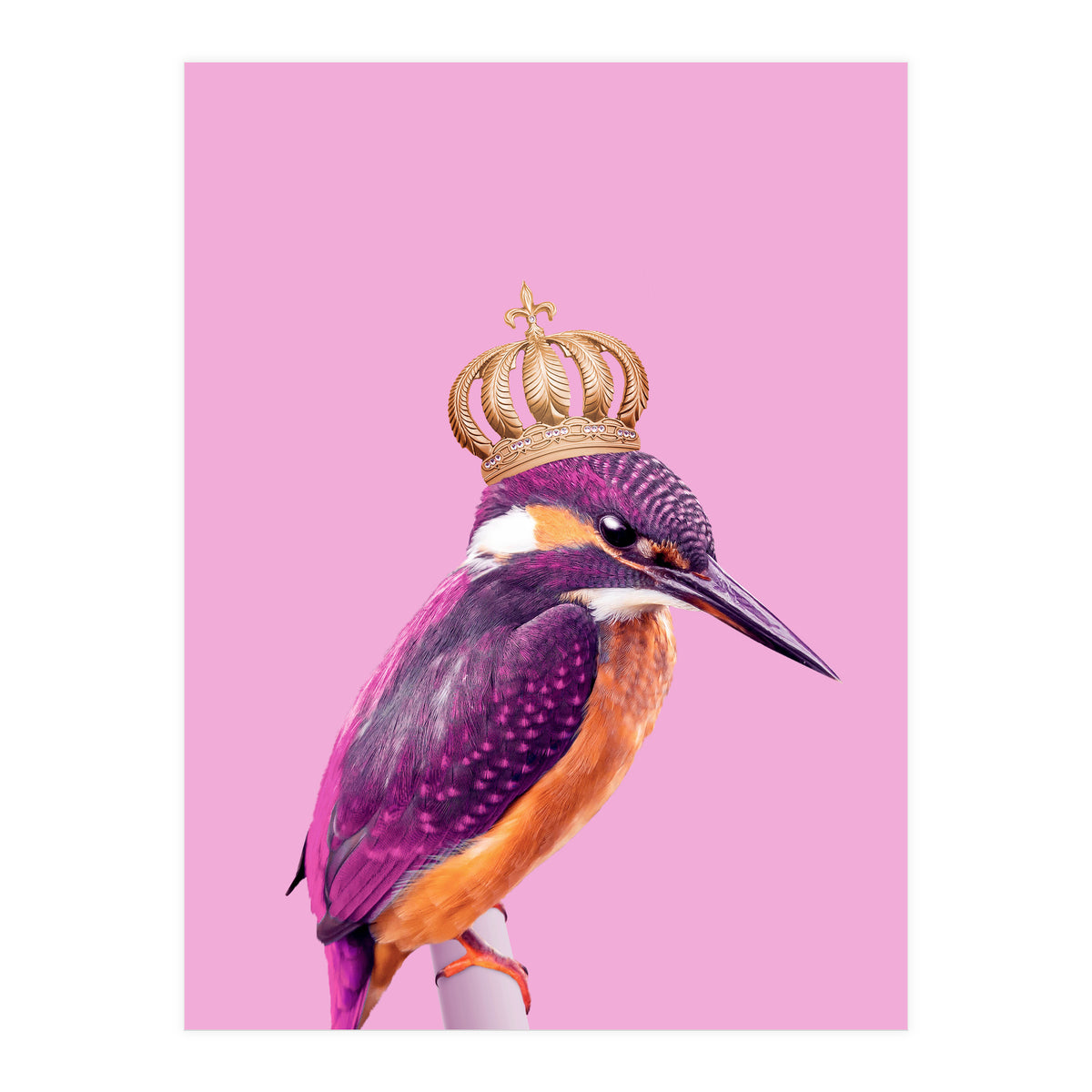 Queenfisher (Print Only)