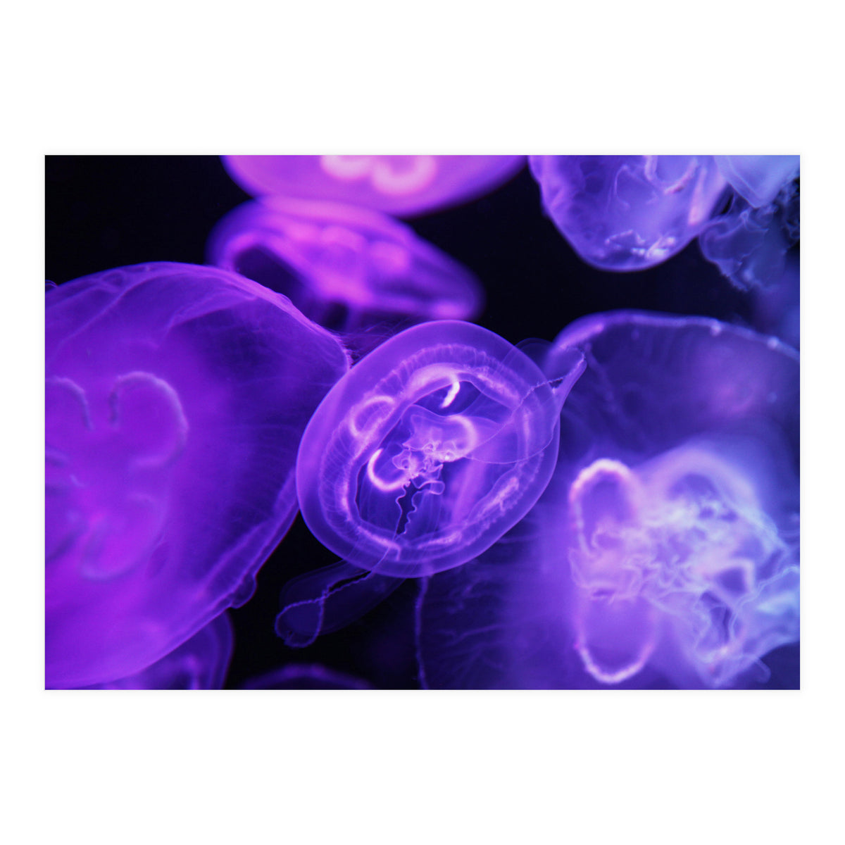 Jellyfish (Print Only)