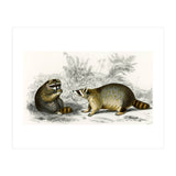 Raccoon illustrated (Print Only) thumbnail