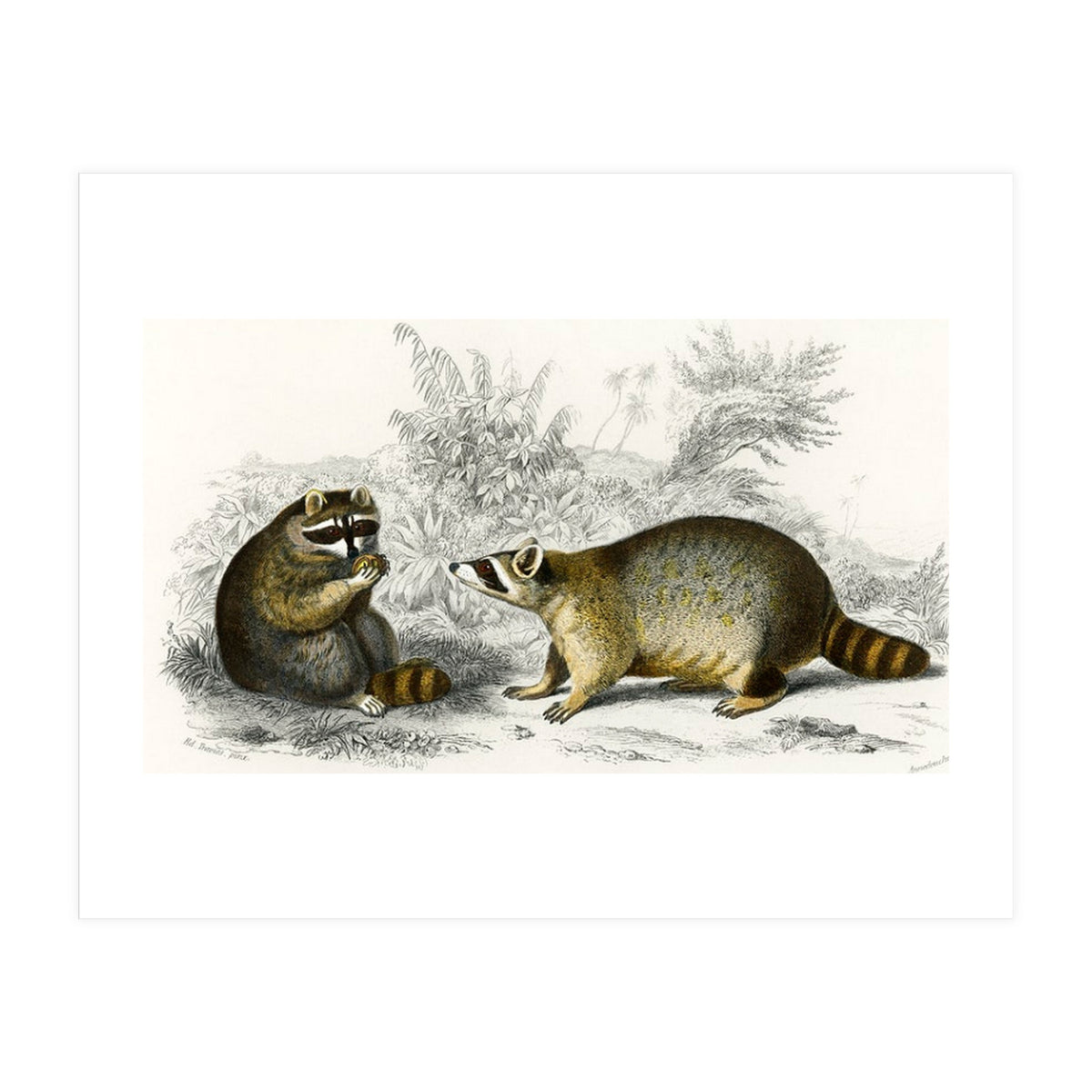Raccoon illustrated (Print Only)