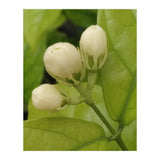 Jasmine Fragrance (Print Only) thumbnail