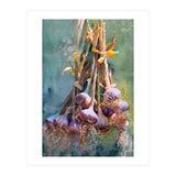 Still Life Garlic (Print Only) thumbnail
