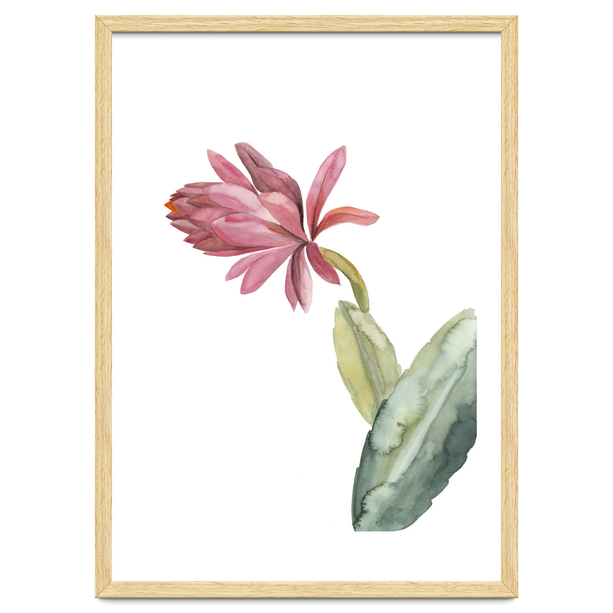 Botanical Illustration Pink Cactus Flower