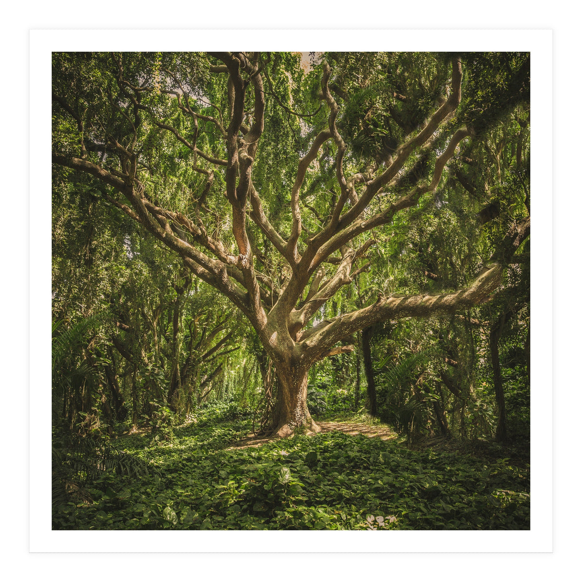 Spirits inside the wood (Print Only)