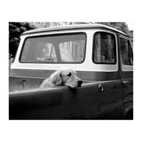 San Francisco (Print Only) thumbnail