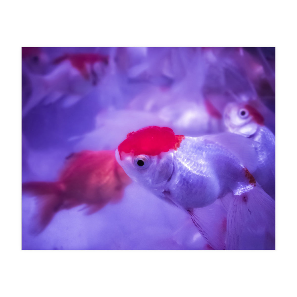 Golden Fish (Print Only)