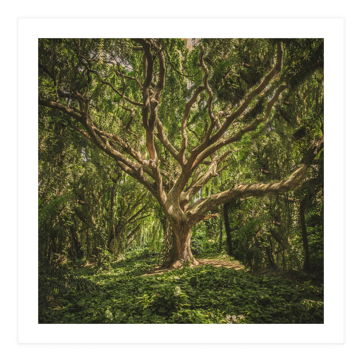 Spirits inside the wood (Print Only)