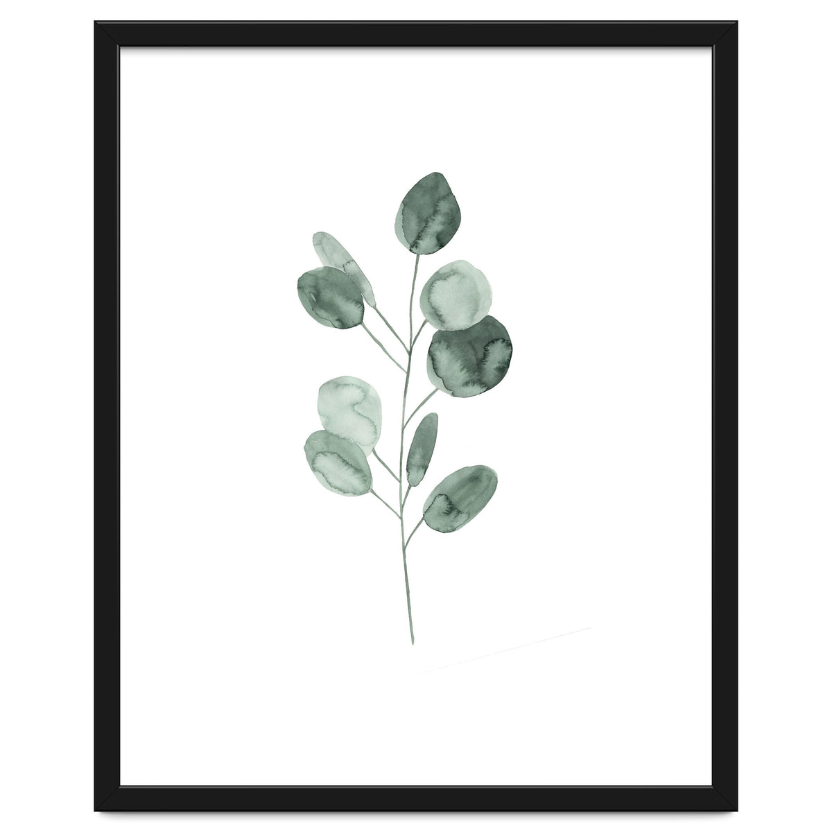 Botanical Illustration Eukalyptus2