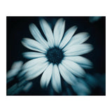 Bellis Perennis (Print Only) thumbnail