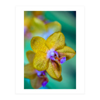 Orchidee Phalleanopsis (Print Only)