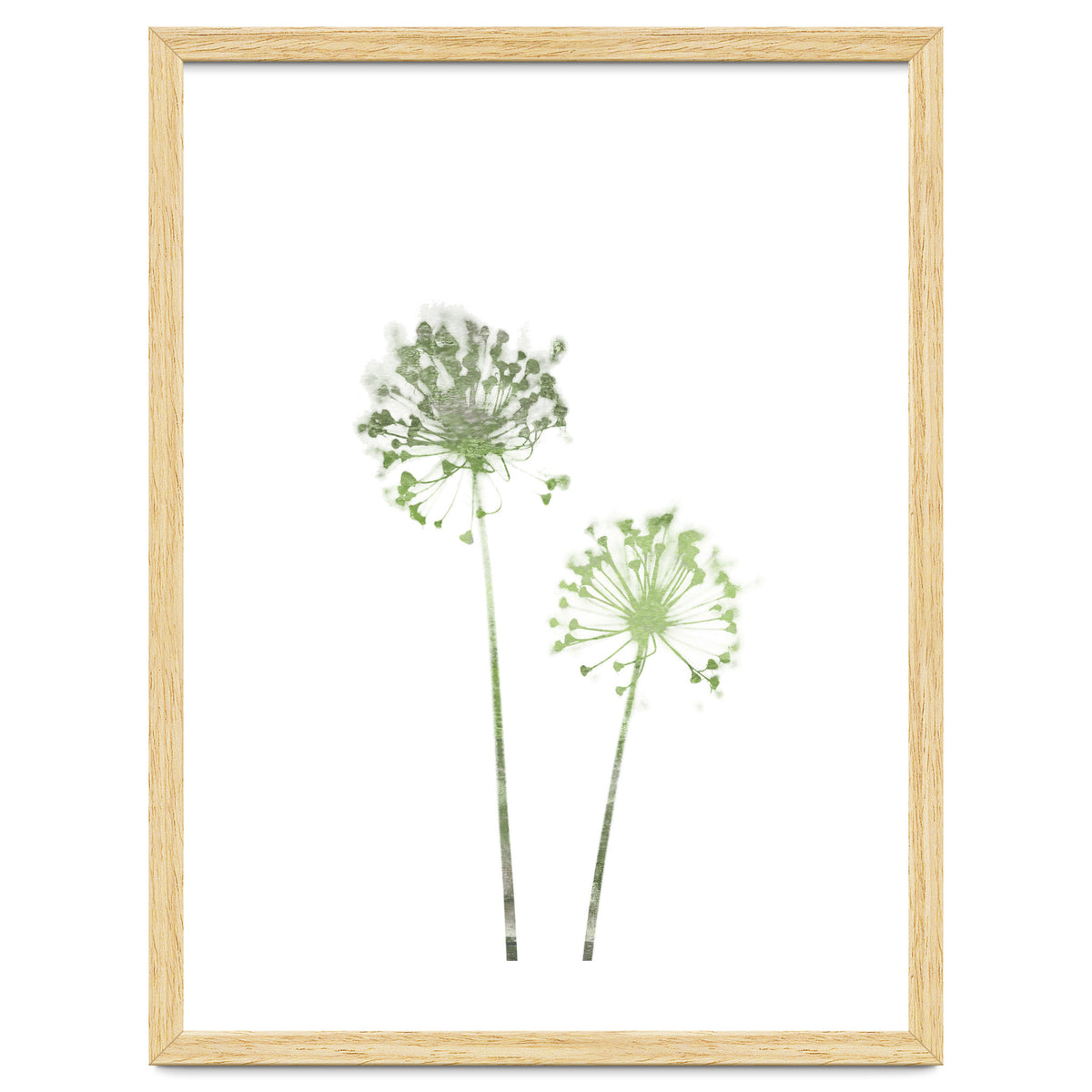 Olive Green Dandelion