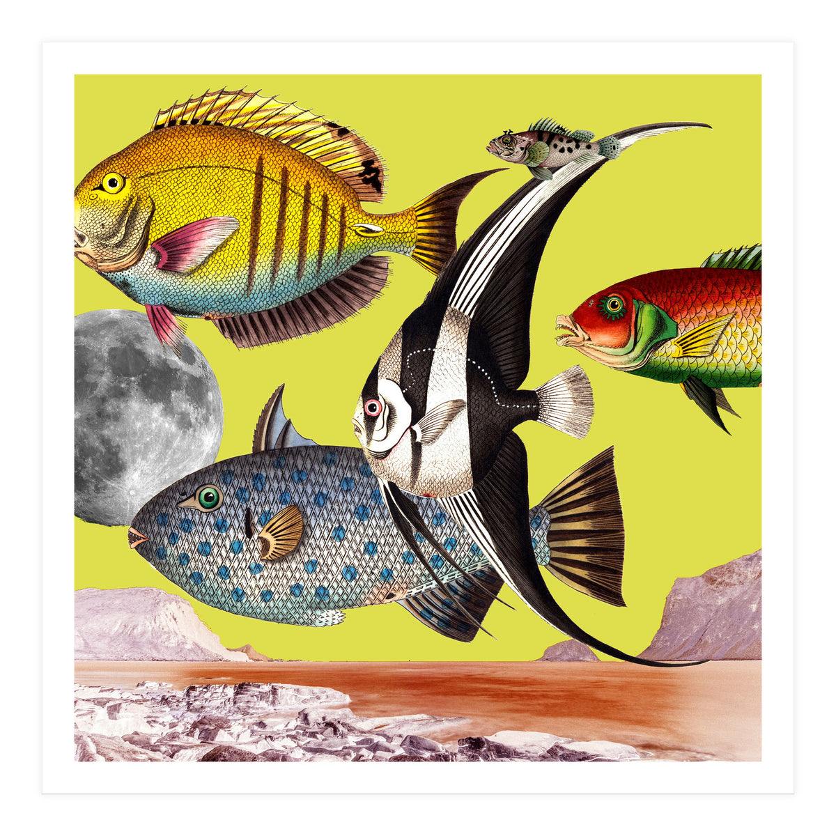 Plenty Of Fish In The Sea Yellow (Print Only)