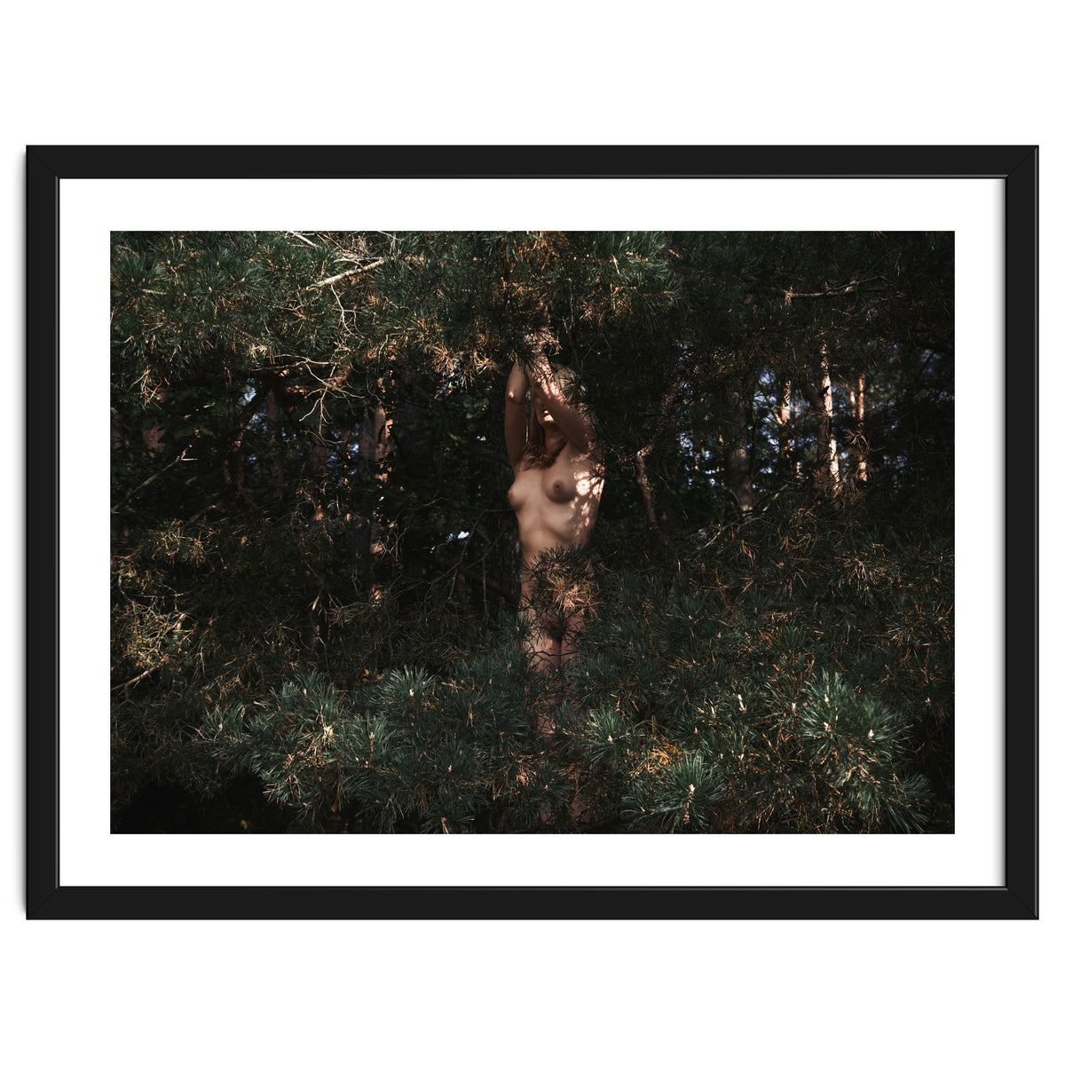 The Eyes of the Forest