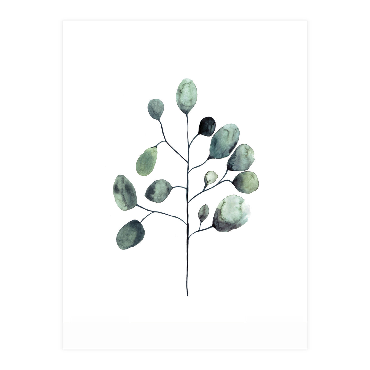 Botanical Illustration Eukalyptus (Print Only)