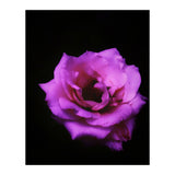 Closeup Pink Rose (Print Only) thumbnail