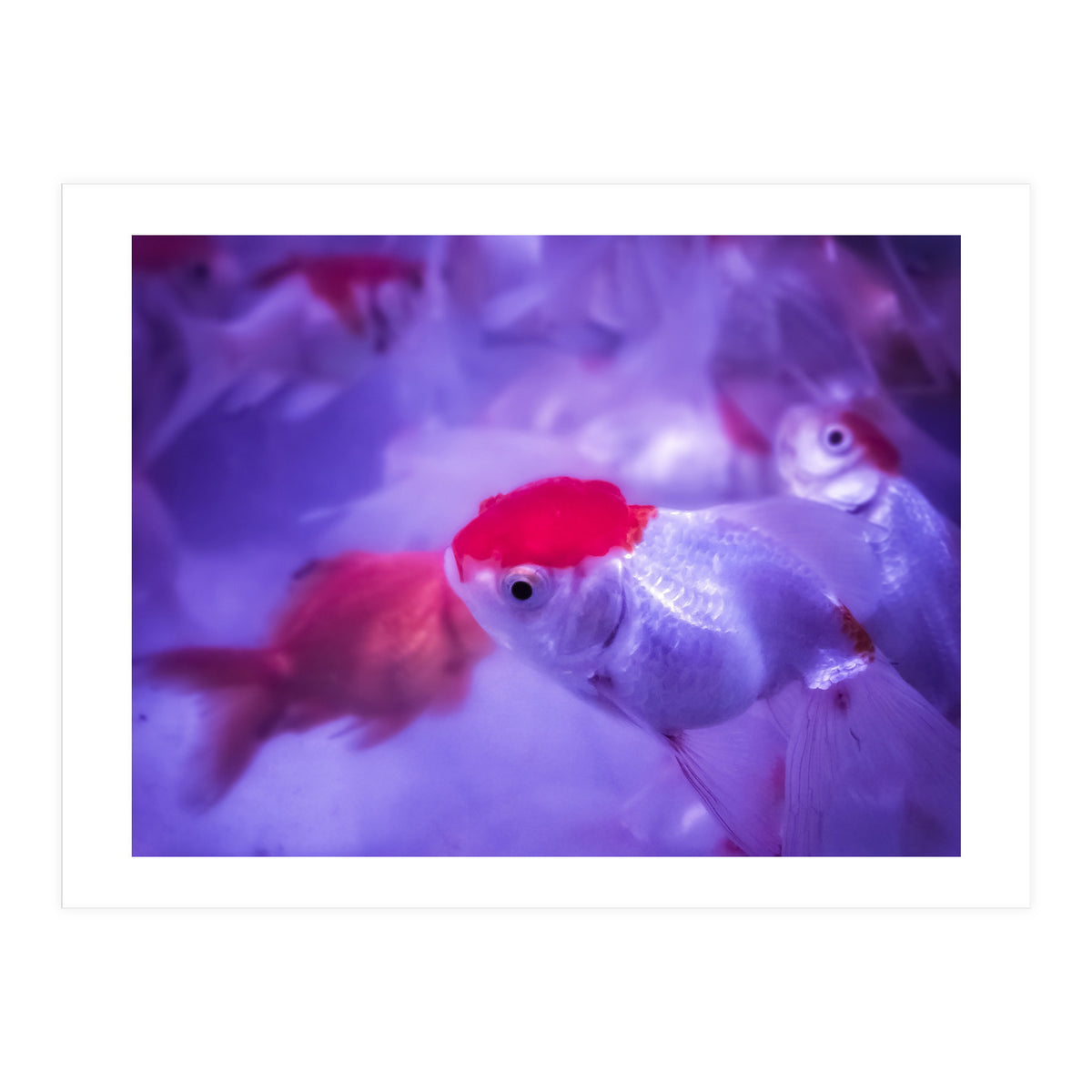 Golden Fish (Print Only)