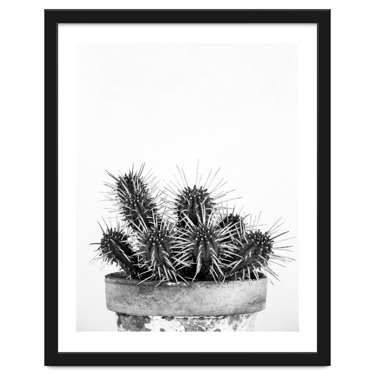 Cactus nature II