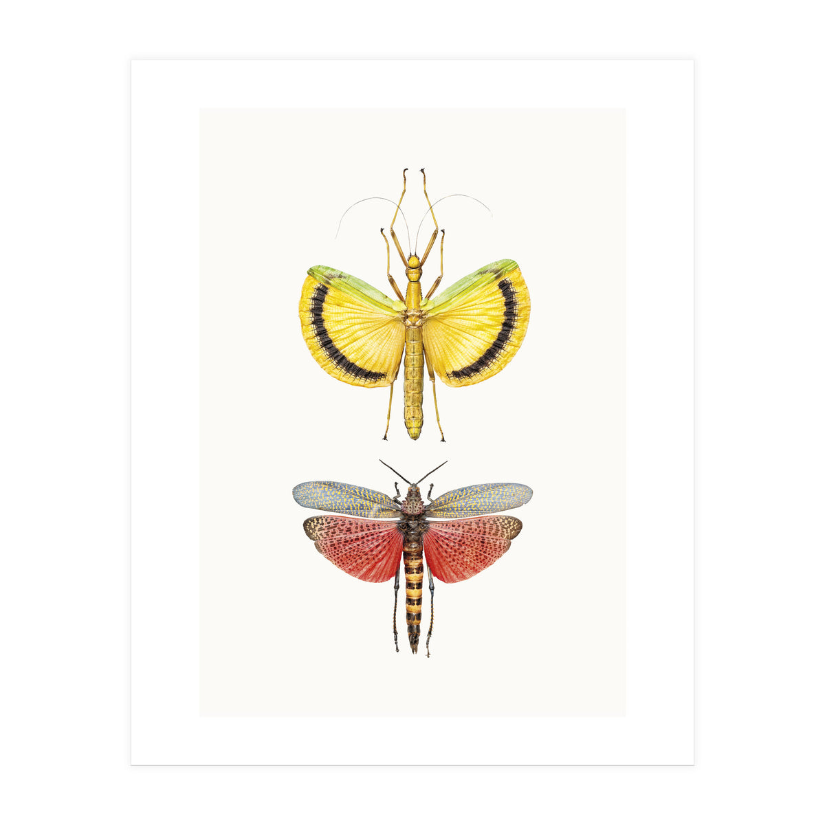 Cc Insects 08 (Print Only)