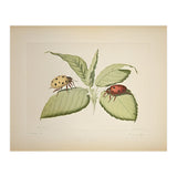 Vintage Ladybirds Illustration (Print Only) thumbnail