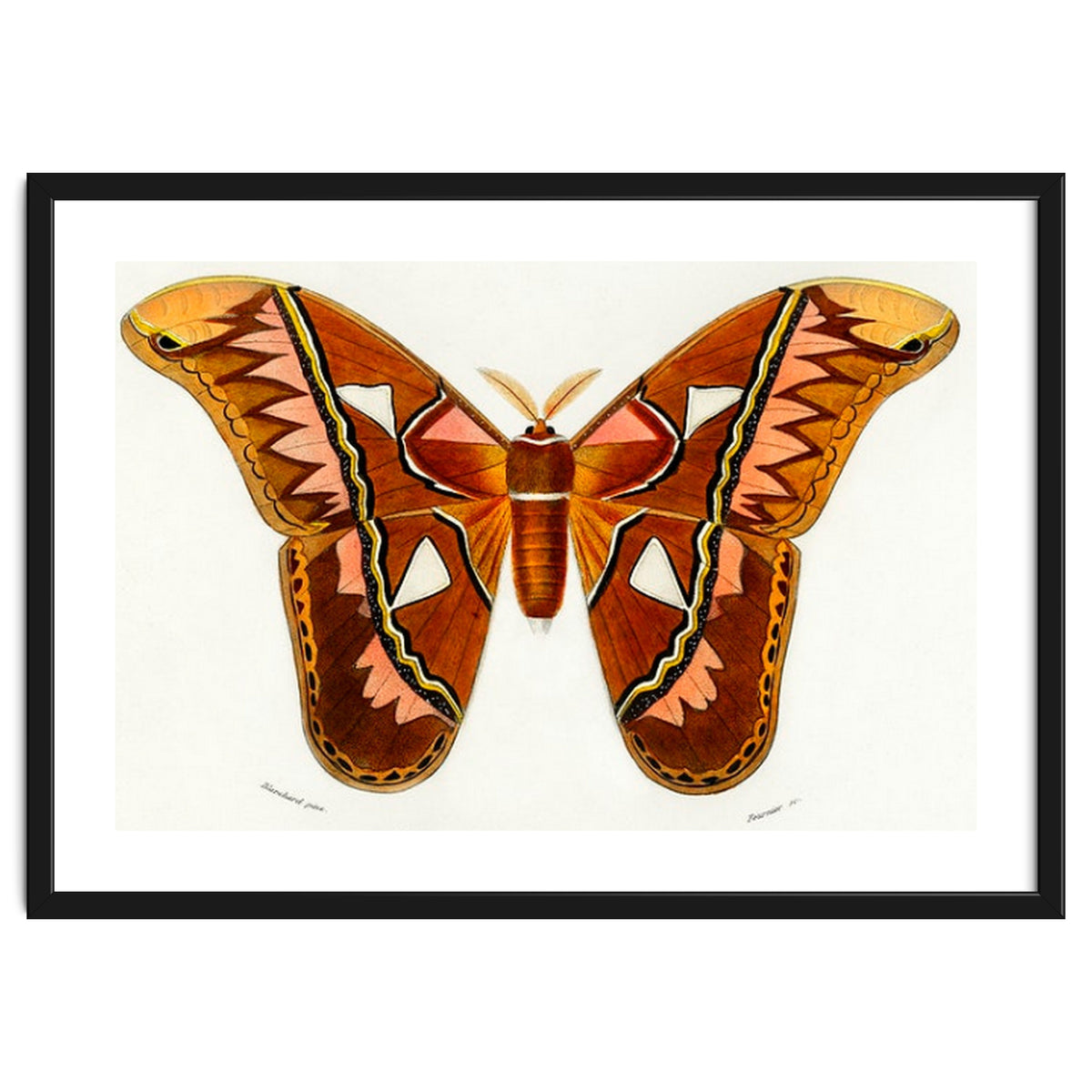 Attacus Atlas Moth illustrated