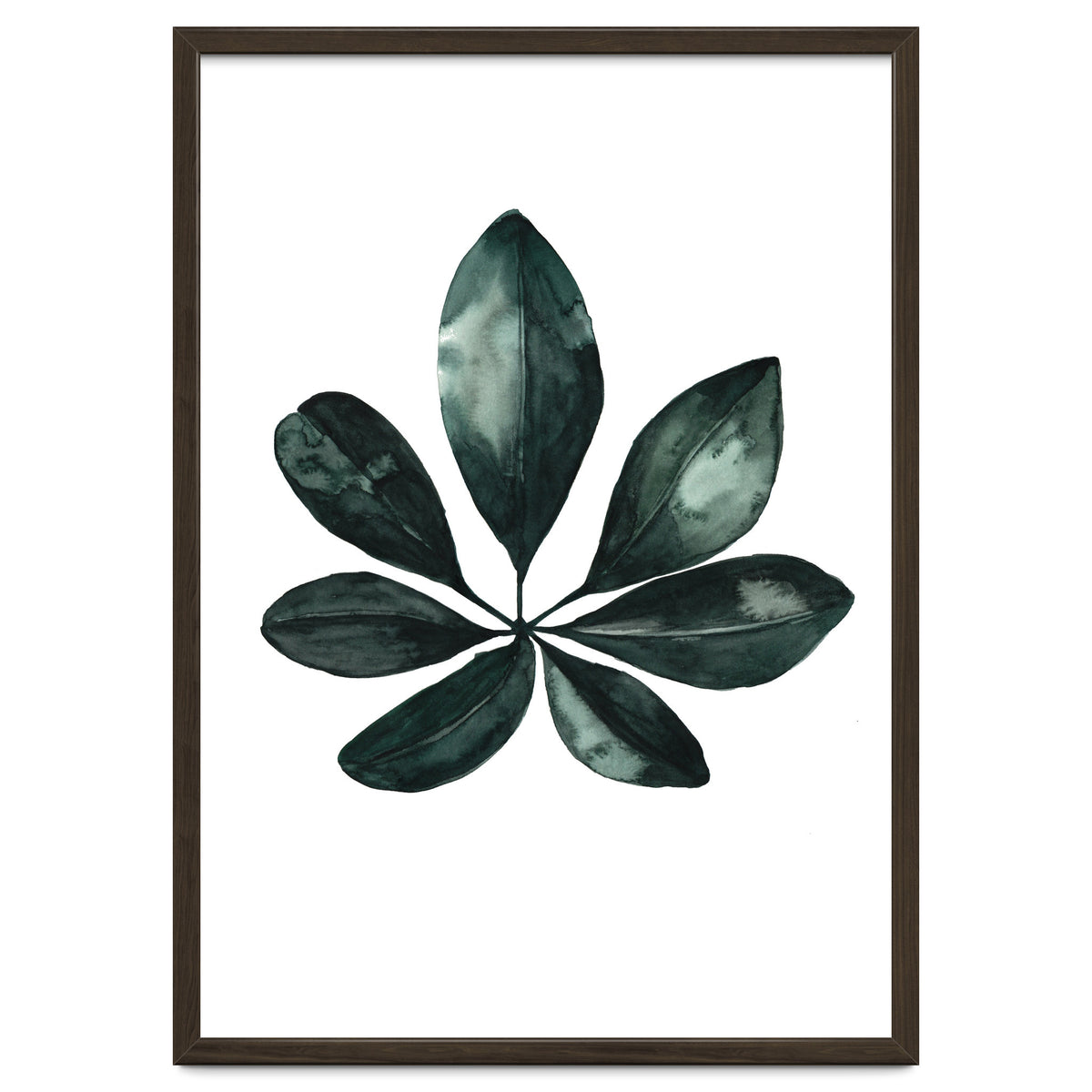 Botanical Illustration Arboricola Schefflera