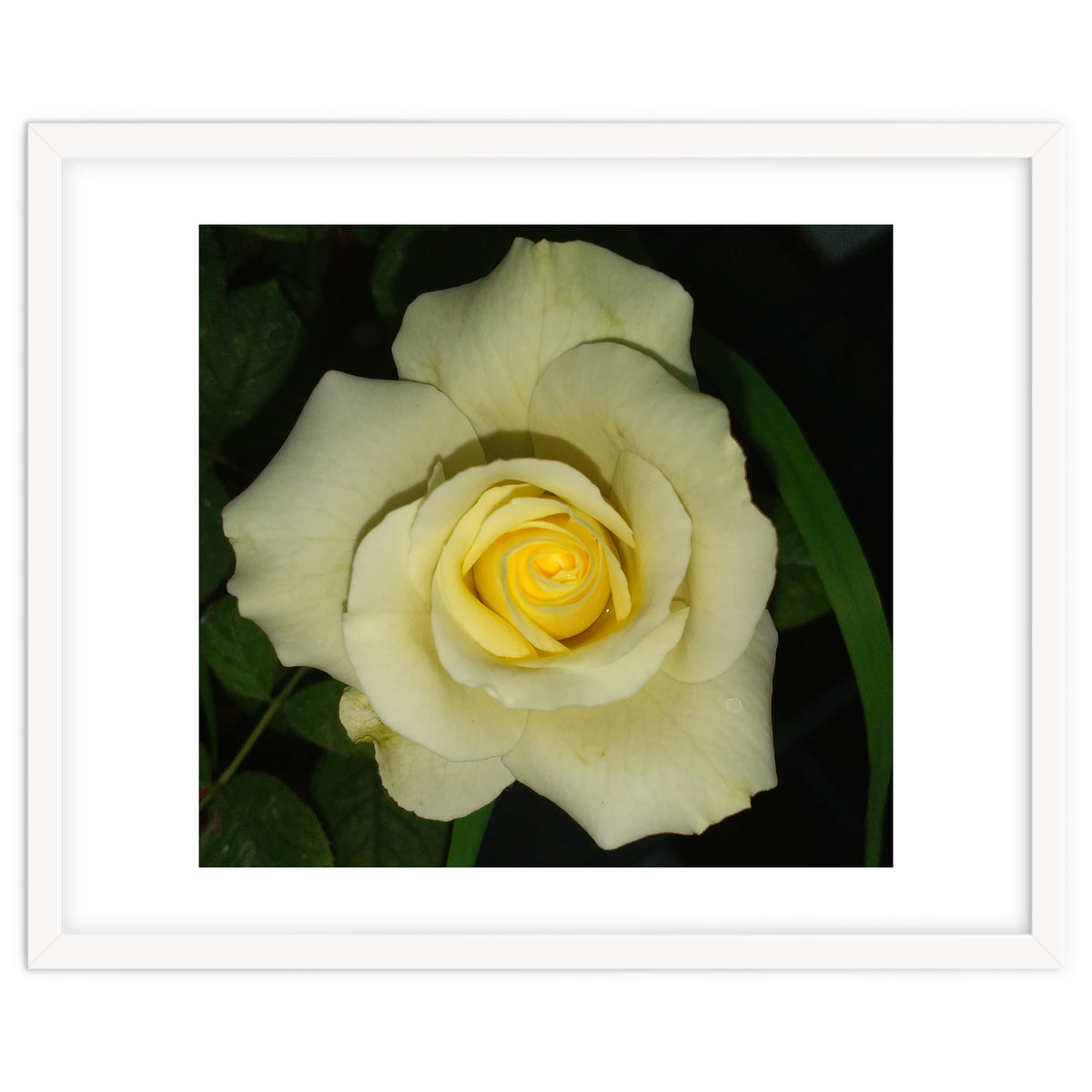 Blooming White Rose