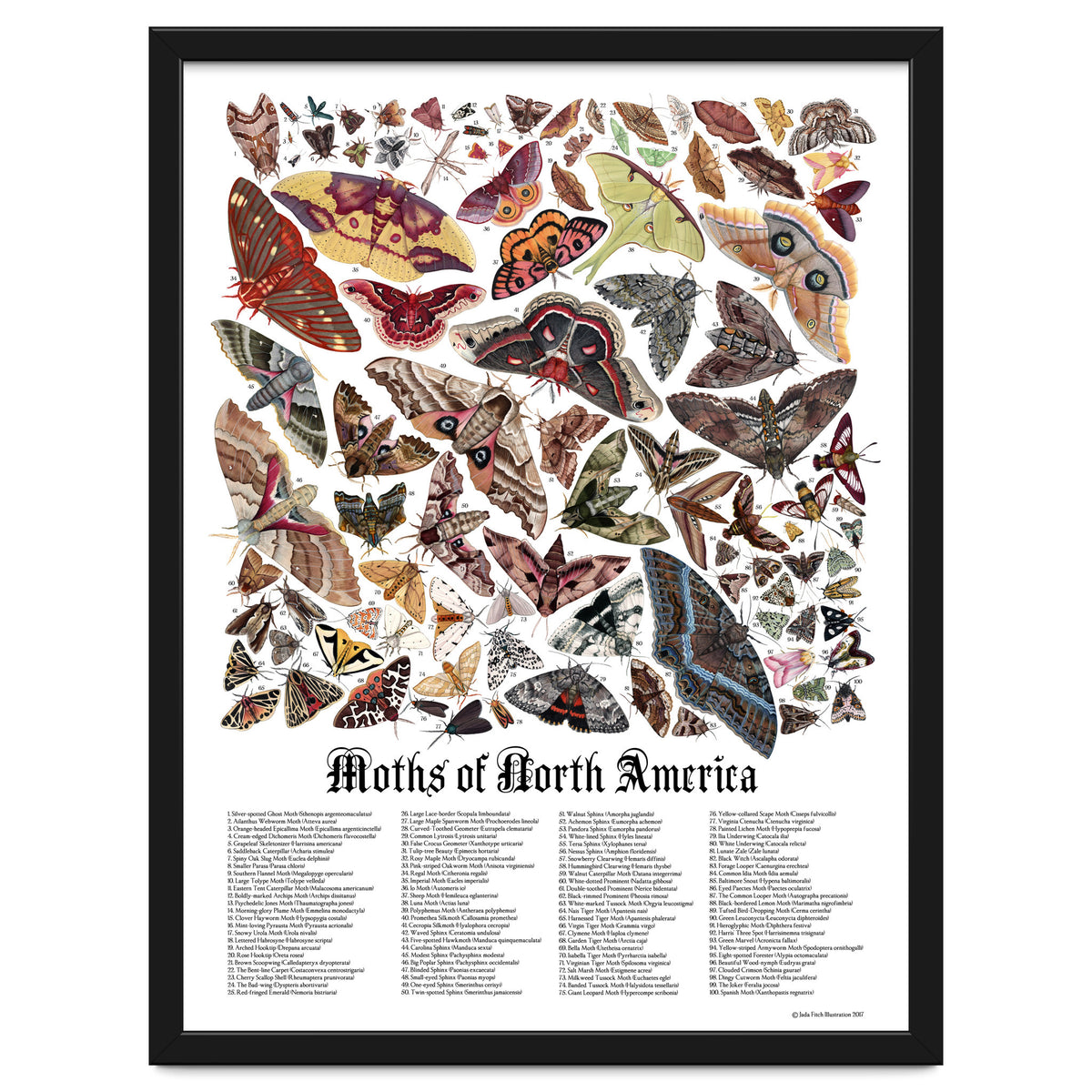 Moths of North America