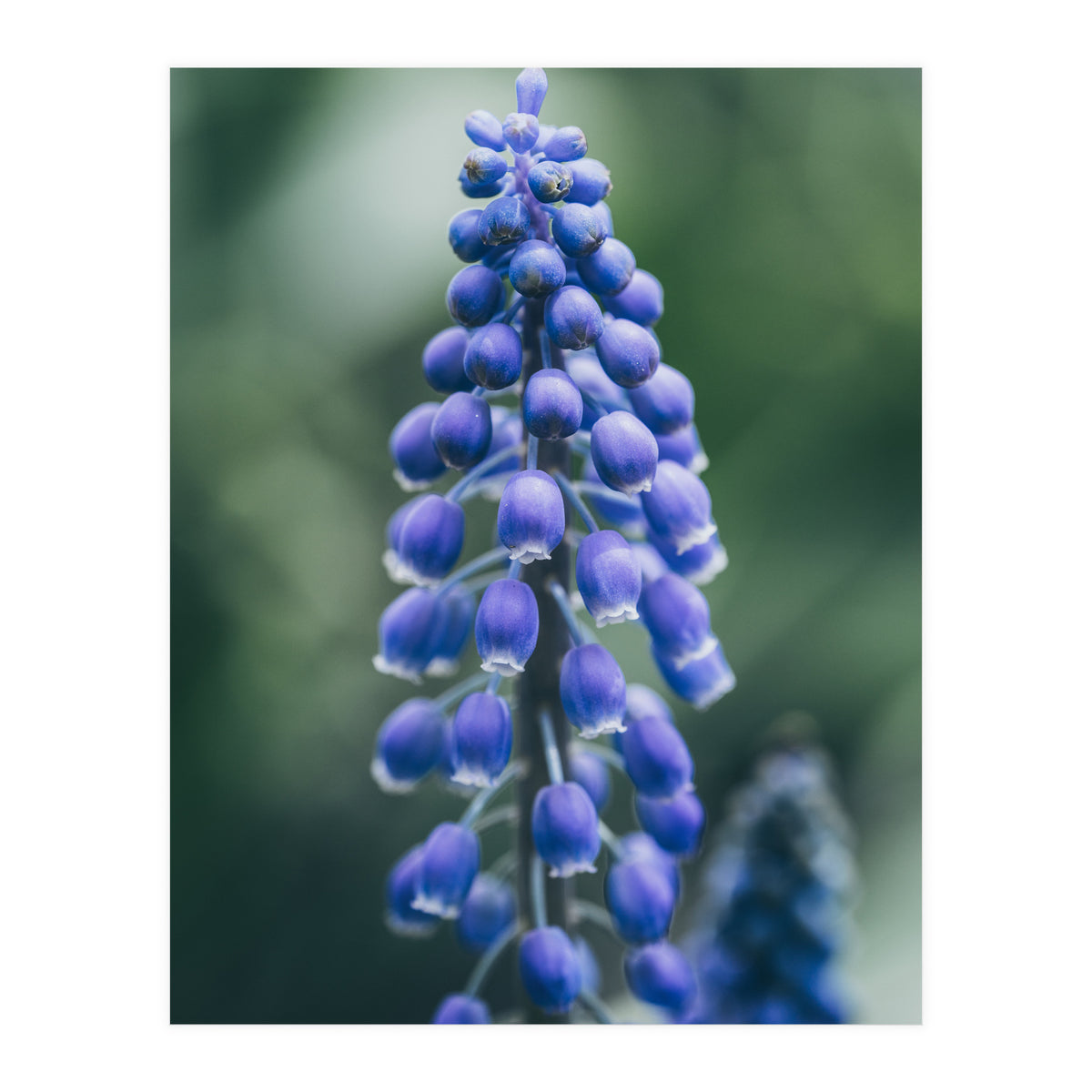 Blue Bells (Print Only)