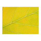 Autumn Leaf (Print Only) thumbnail