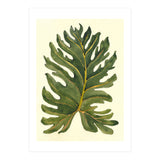 Monstera (Print Only) thumbnail
