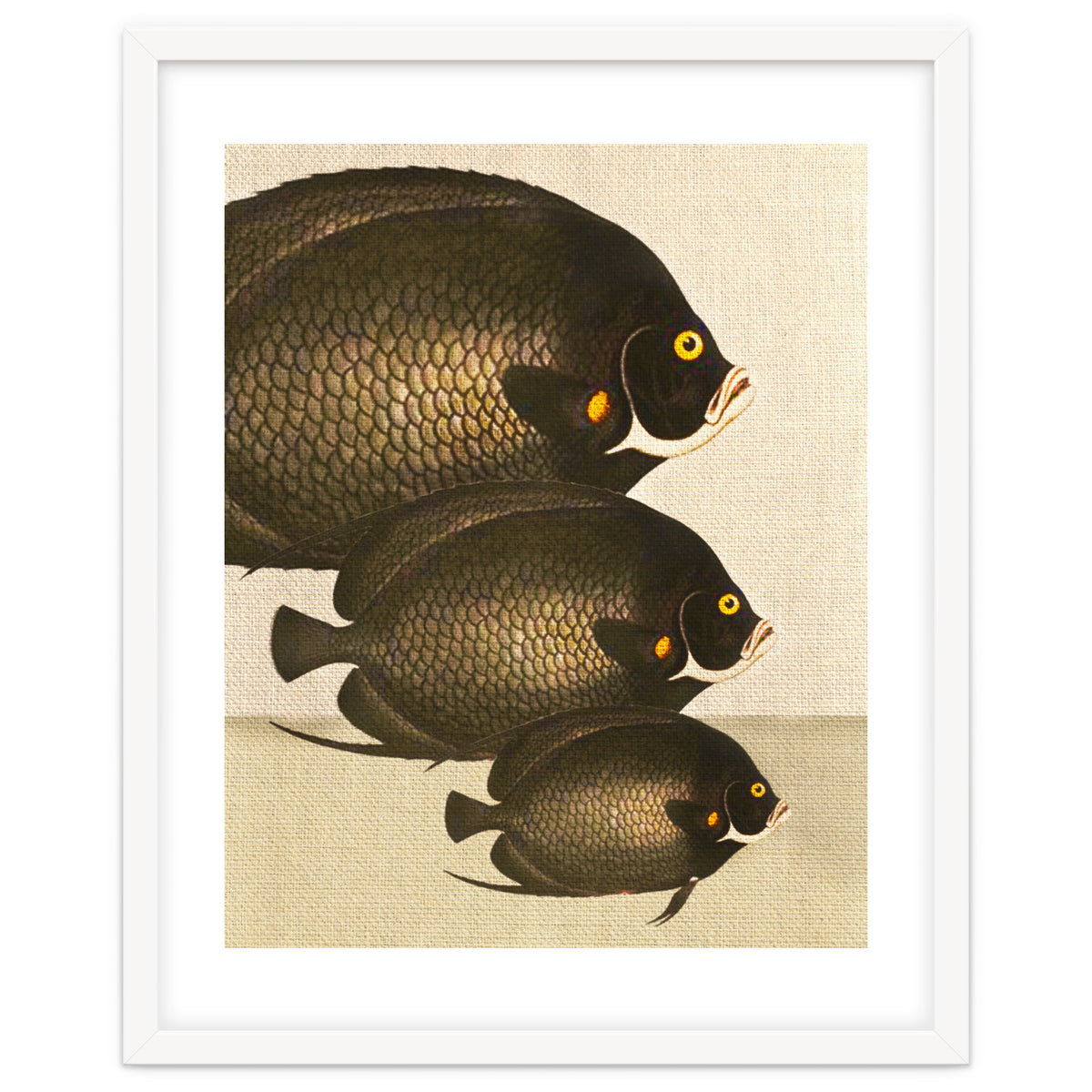 Fish Classic Designs 11