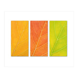 Autumn Leaves (Print Only) thumbnail