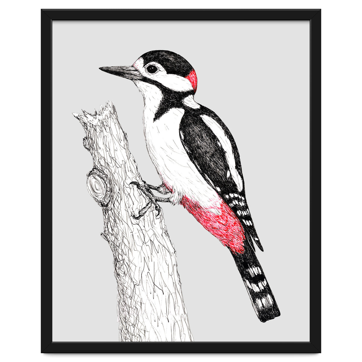 Great spotted woodpecker