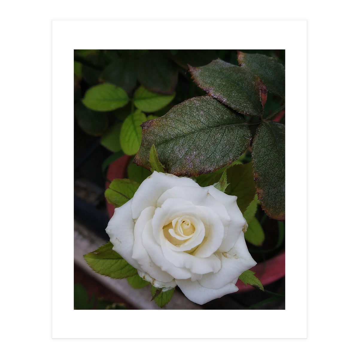 Angel Rose (Print Only)