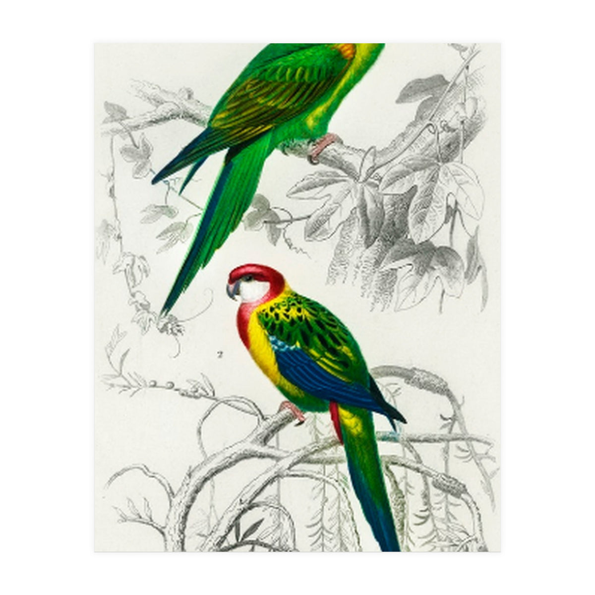 Different types of birds illustrated (Print Only)