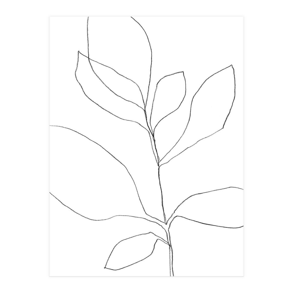 Seven Leaf Plant (Print Only)