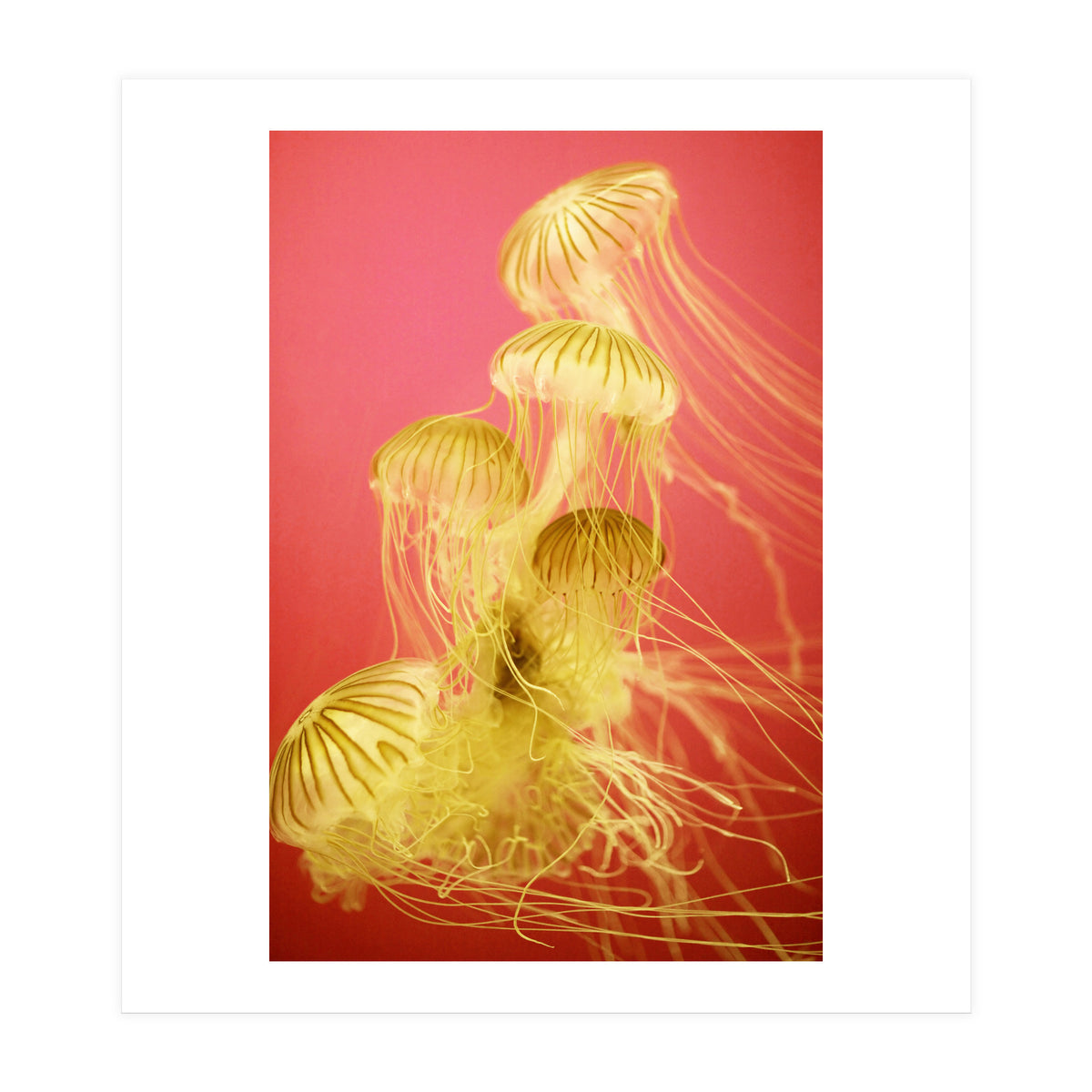 Jelly #7  (Print Only)