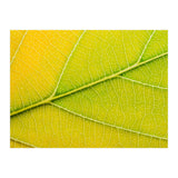 Autumn Leaf (Print Only) thumbnail