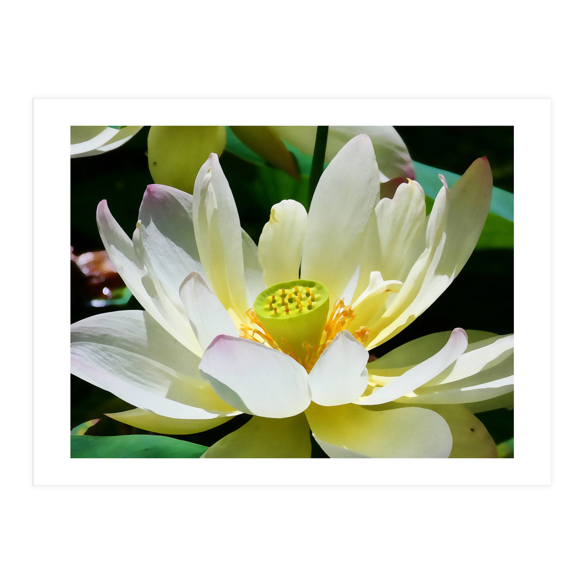 Lotus Flower (Print Only)
