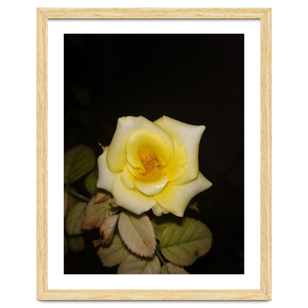 Yellow Rose