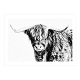 Highland bull (Print Only) thumbnail