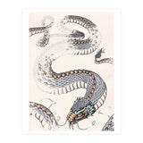 Dream Snake (Print Only) thumbnail