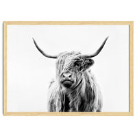 Portrait of a Highland Cow II