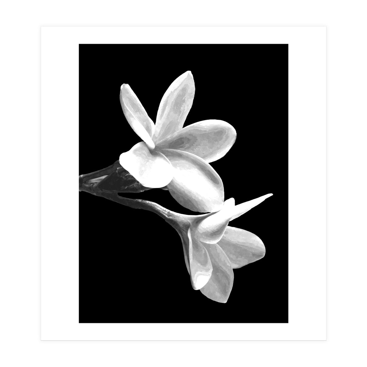 Black and White Flowers  (Print Only)
