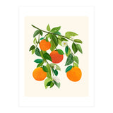 Oranges and Blossoms II (Print Only) thumbnail