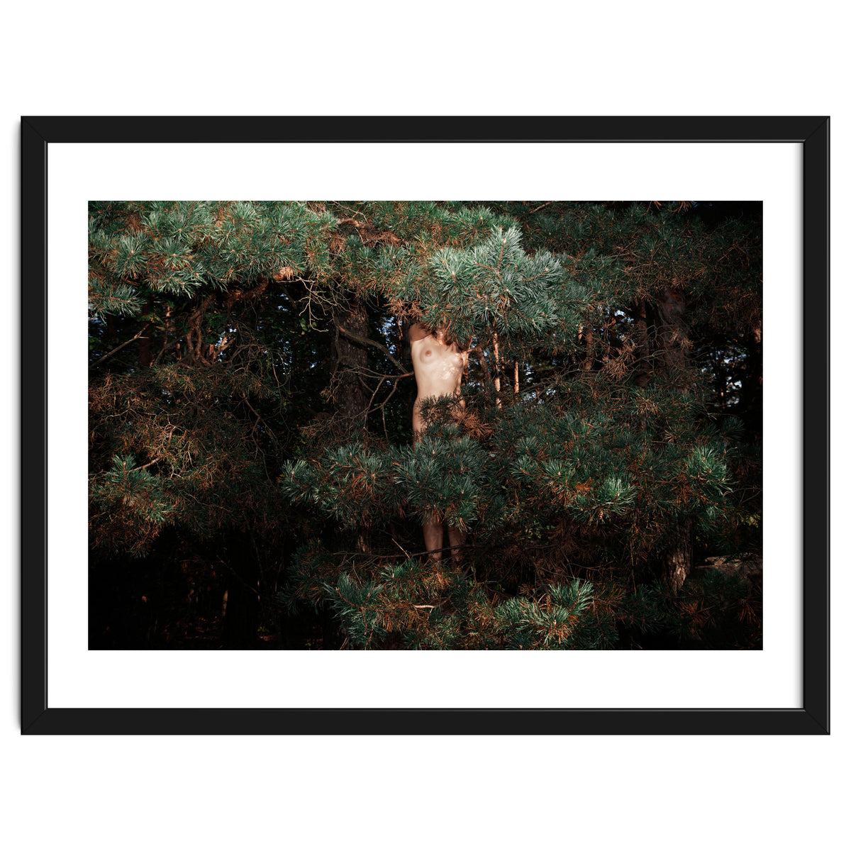 The Eyes of the Forest