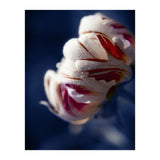 Drops White Flower (Print Only) thumbnail