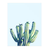 Cactus (Print Only) thumbnail