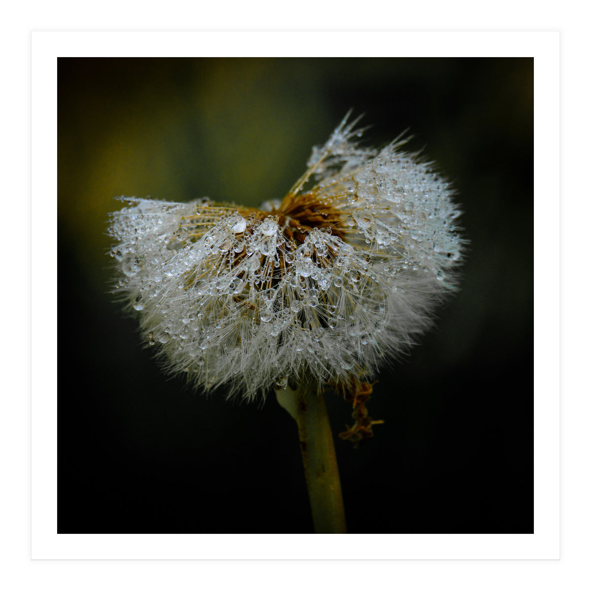 Dandelion with Raindrops (Print Only)
